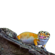 Leopárd gekkó
