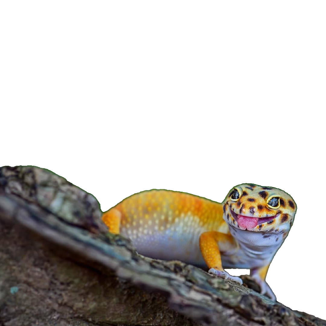 Leopárd Gekkó - Eublepharis macularius