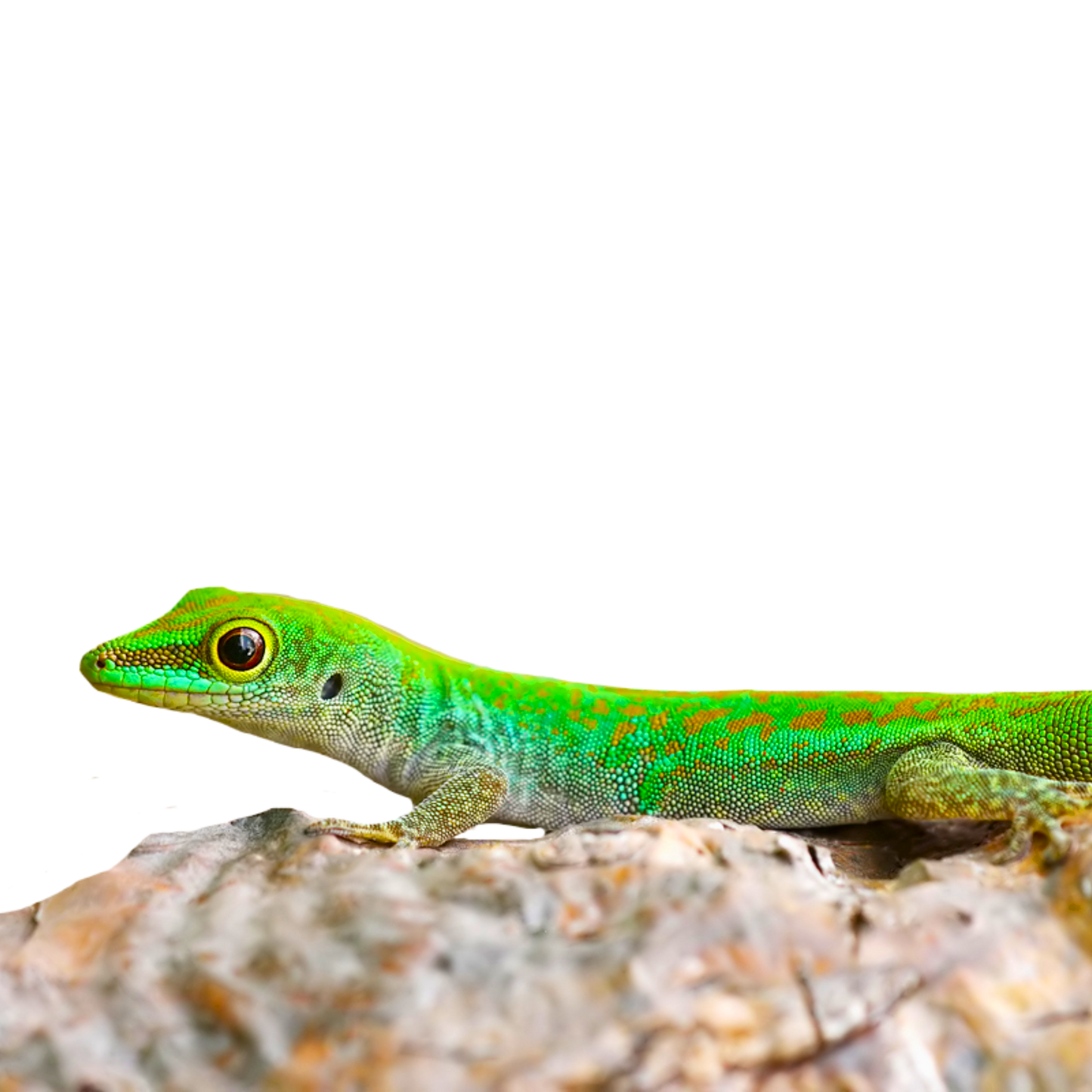Sundbergi Longinsulae
