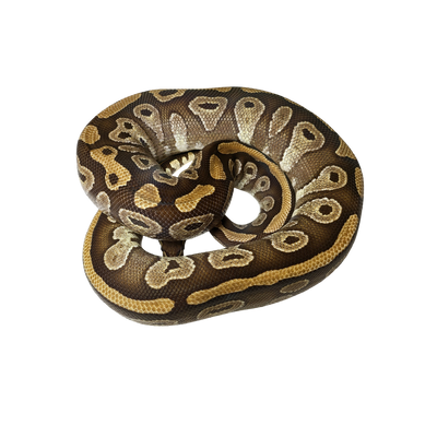 Mojave