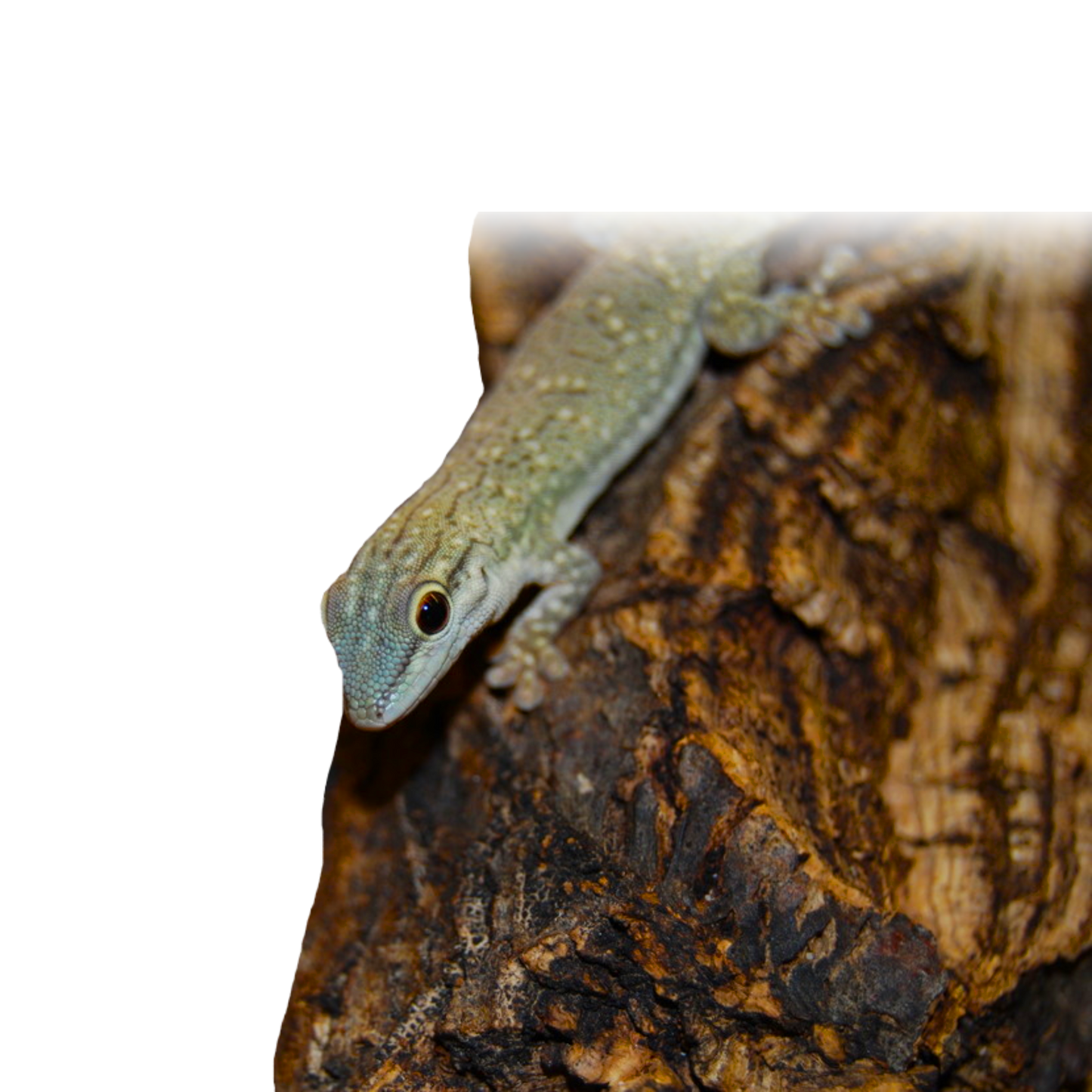 Phelsuma Mutabilis