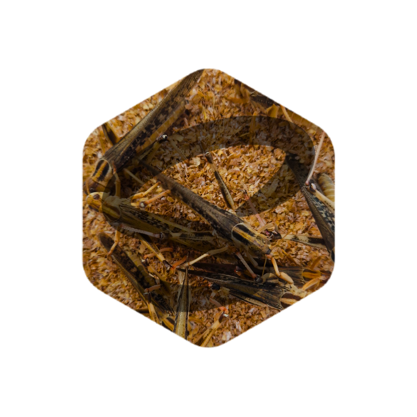 Nagy méretű keleti vándorsáska