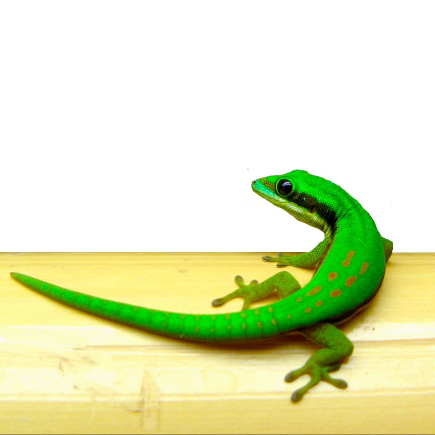 Phelsuma Nigristriata