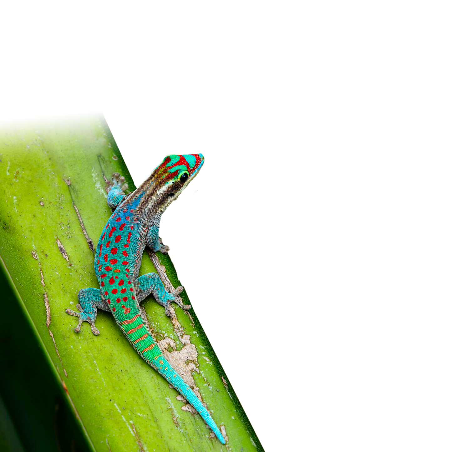 Phelsuma Ornata