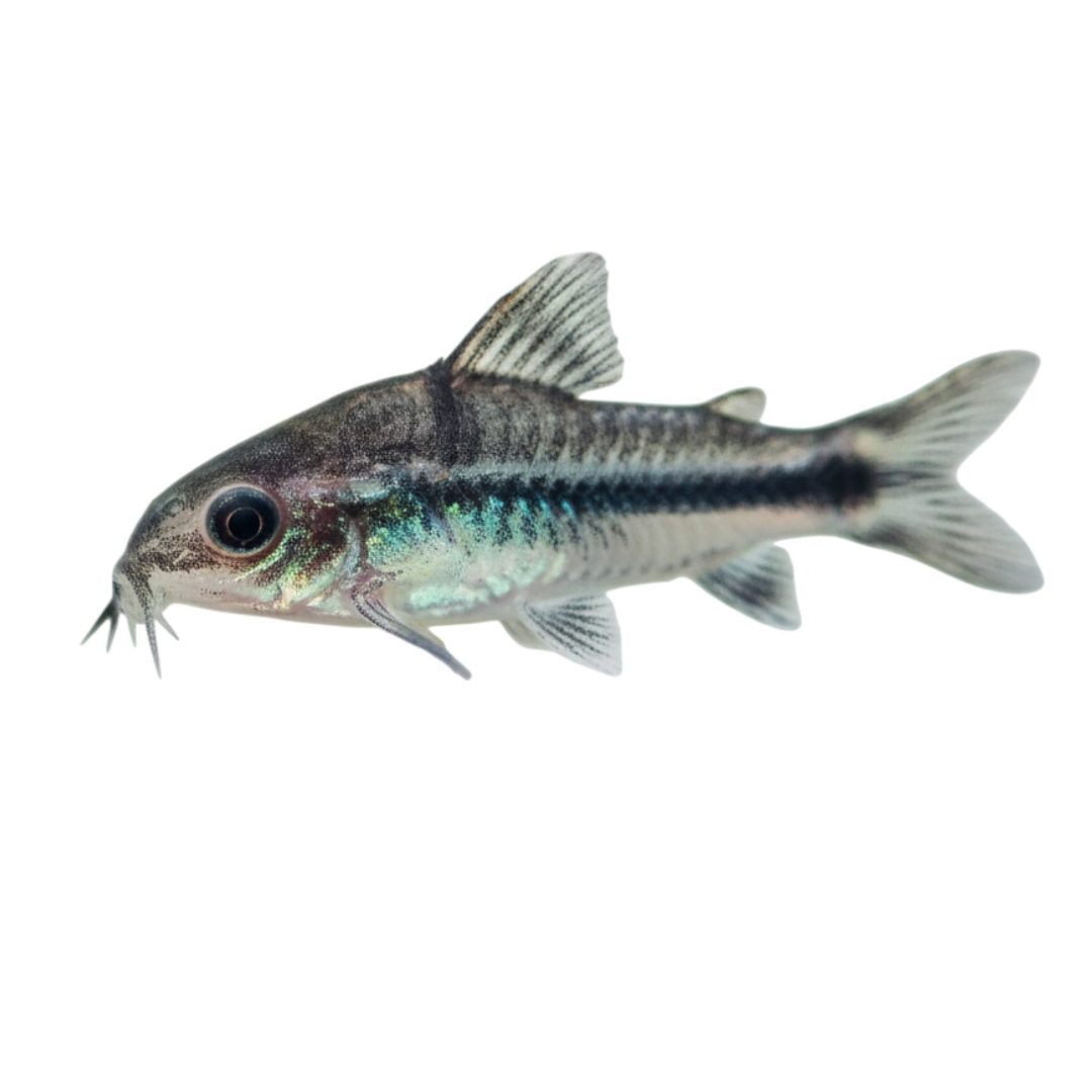 Fekete-foltos díszmárna - Corydoras paleatus