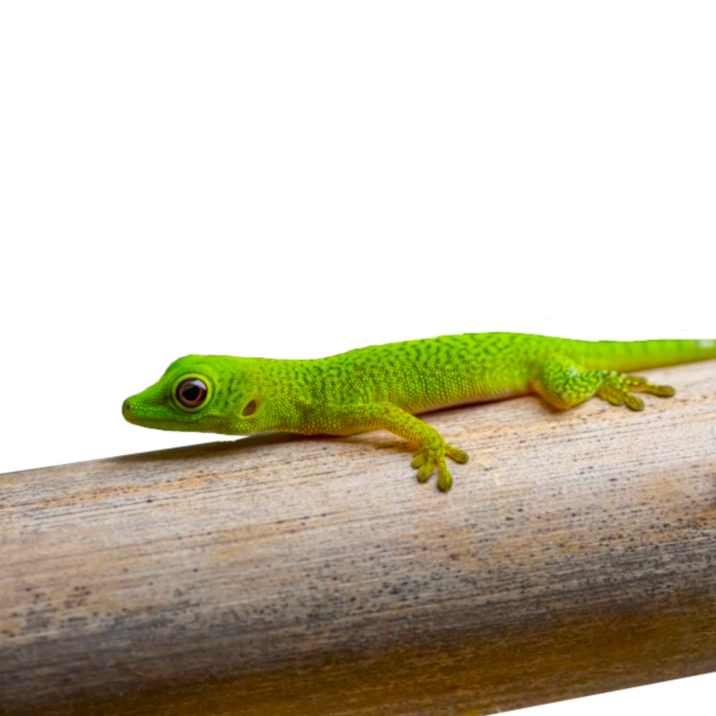 Phelsuma Parkeri