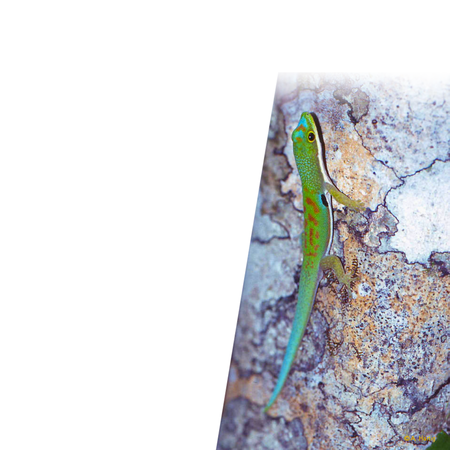 Dorsivittata Paradox (Parva)