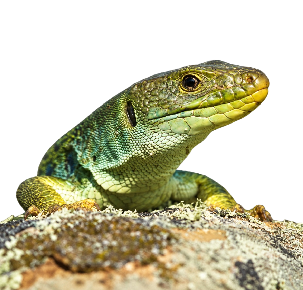 Pávaszemes Gyík - Timon lepidus