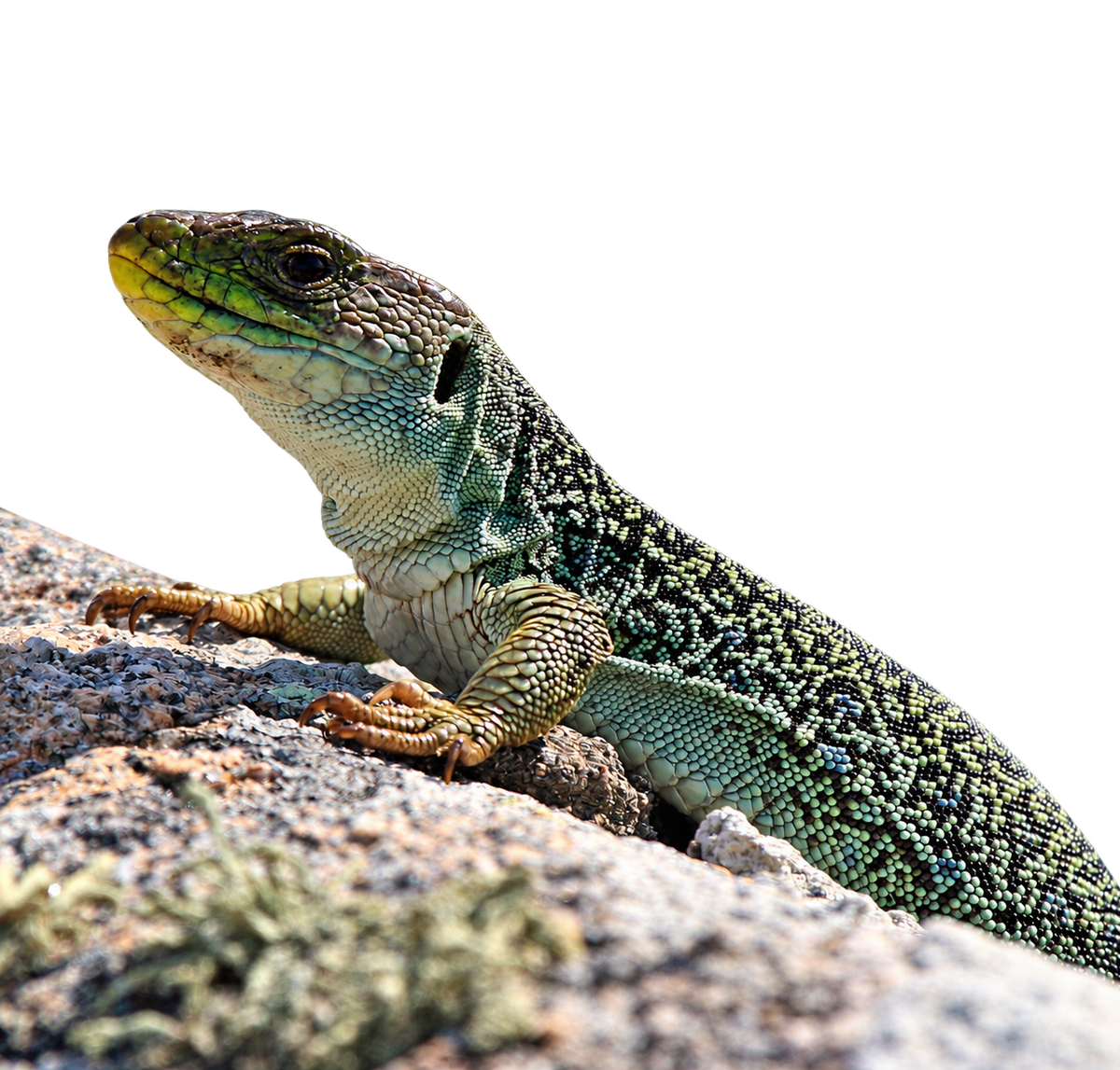 Pávaszemes Gyík - Timon lepidus