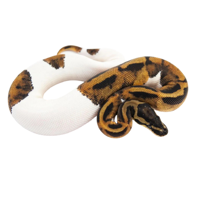 Piebald