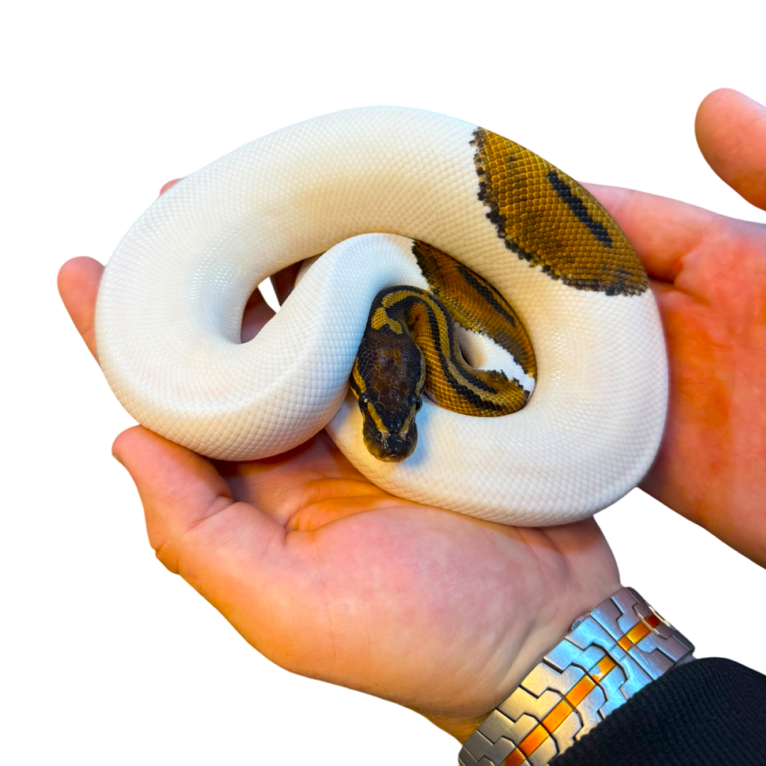 Királypiton - Python Regius
