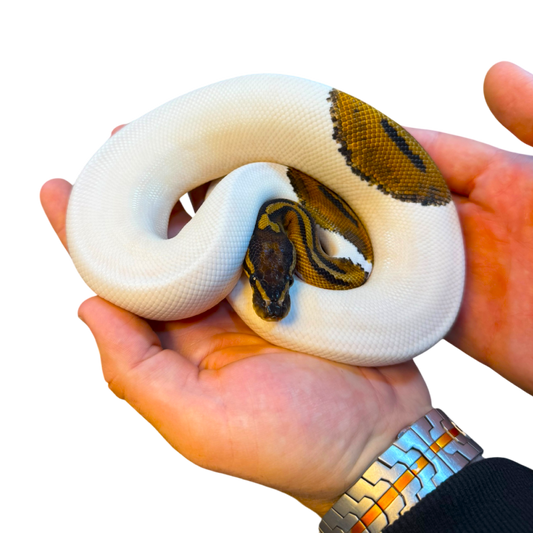 Királypiton - Python Regius