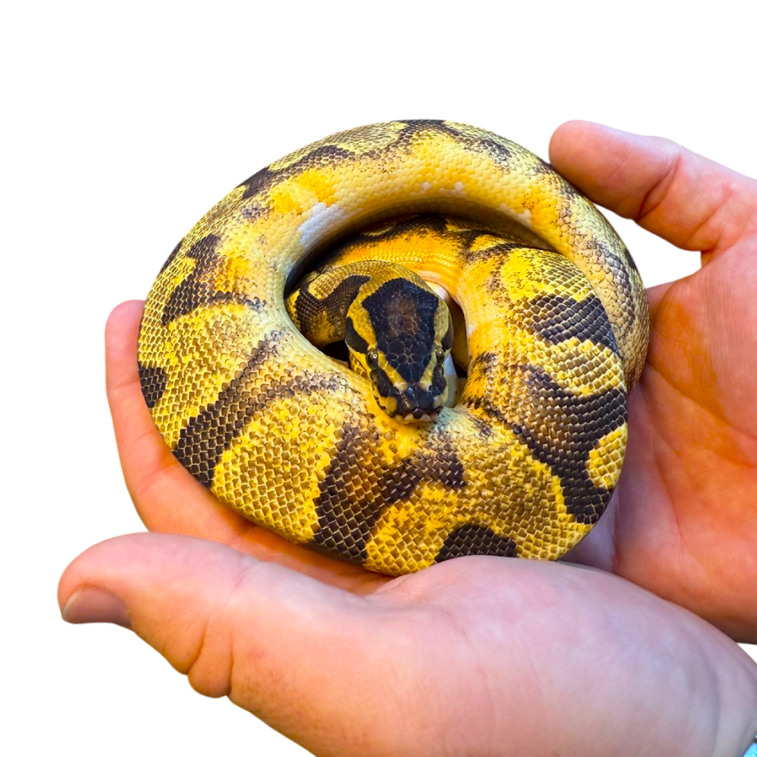 Királypiton - Python Regius