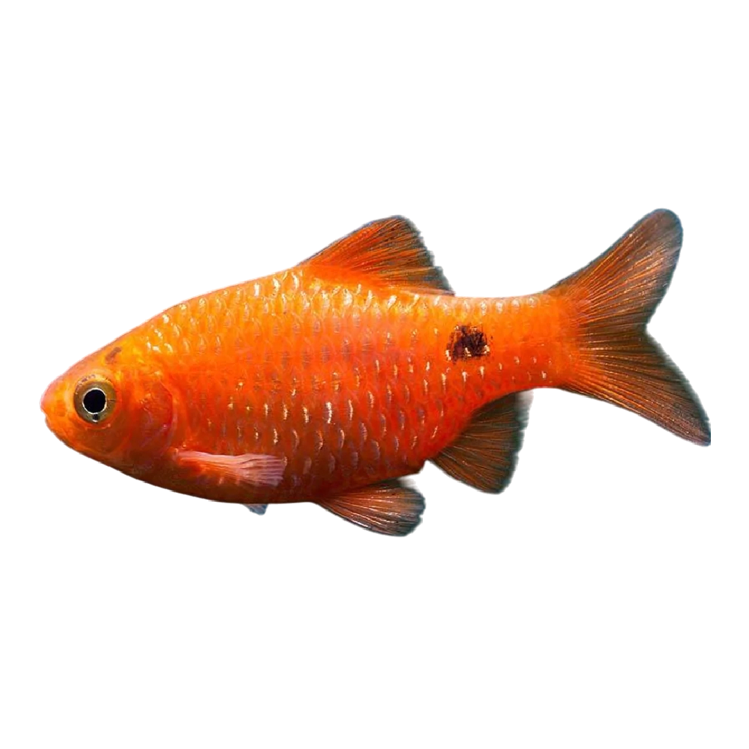 Rózsás díszmárna