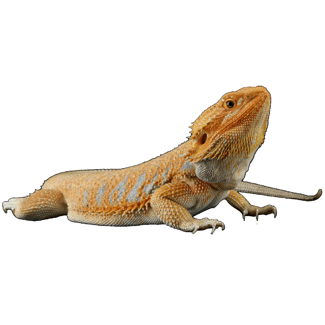 Szakállas Agáma - Pogona vitticeps