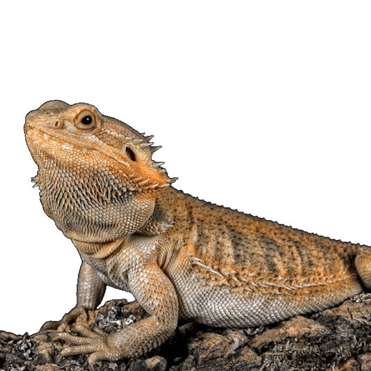 Szakállas Agáma - Pogona vitticeps