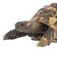 Teknős