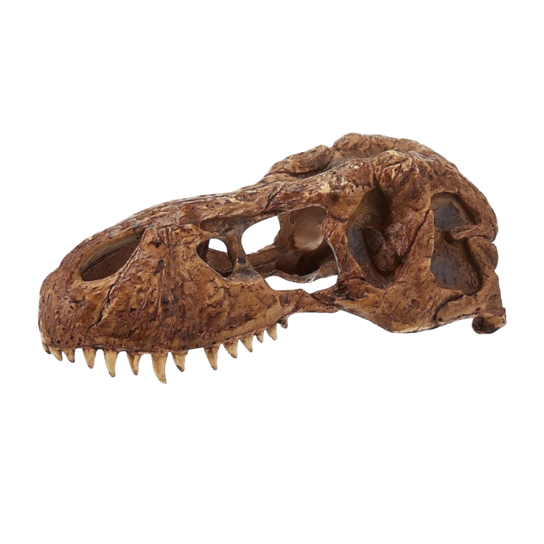 Exo Terra T-Rex Koponya
