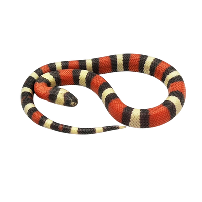 Triangulum Campbelli (Halloween)
