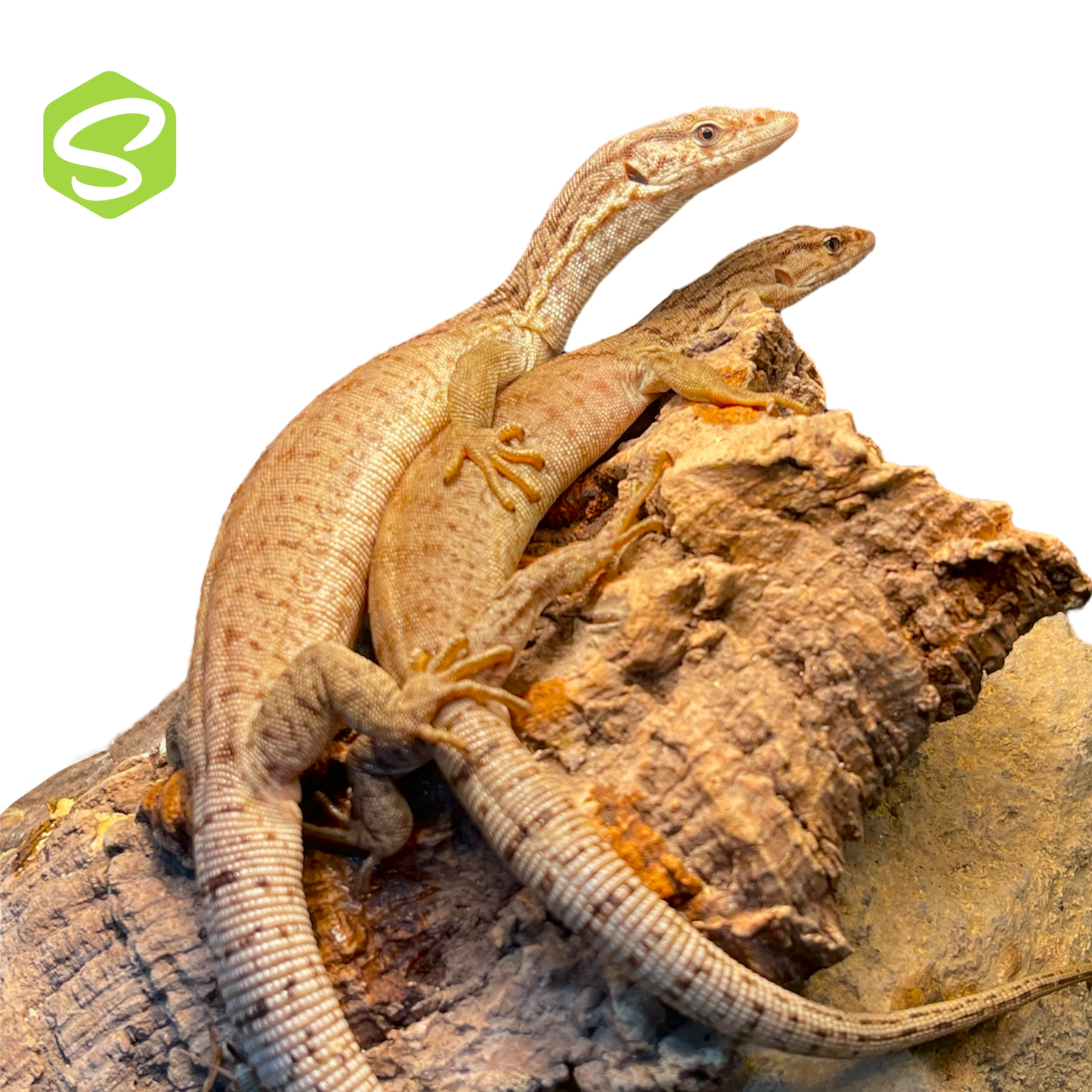 Varanus Gilleni