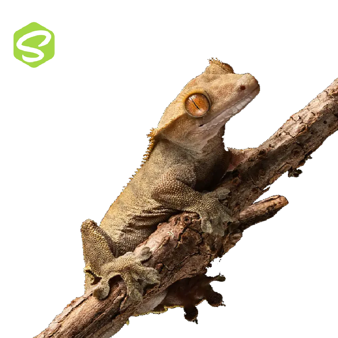 Vitorlás Gekkó Szett