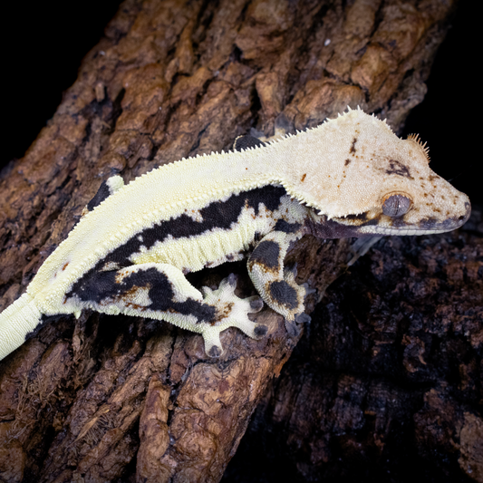 Vitorlás Gekkó - Correlophus ciliatus