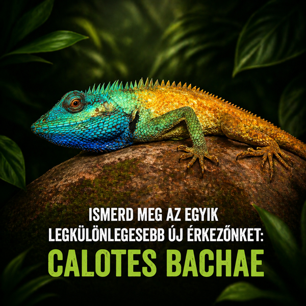 Ismerd meg az egyik legkülönlegesebb új érkezőnket: Calotes Bachae 🦎