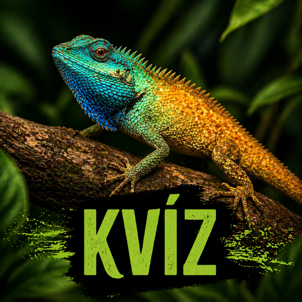 Vegyél részt legújabb kvízjátékunkban!
