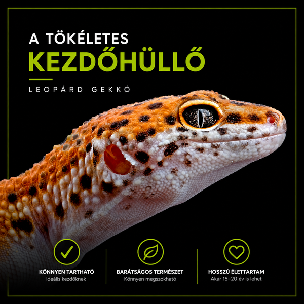 A tökéletes kezdőhüllő – miért a leopárd gekkó?