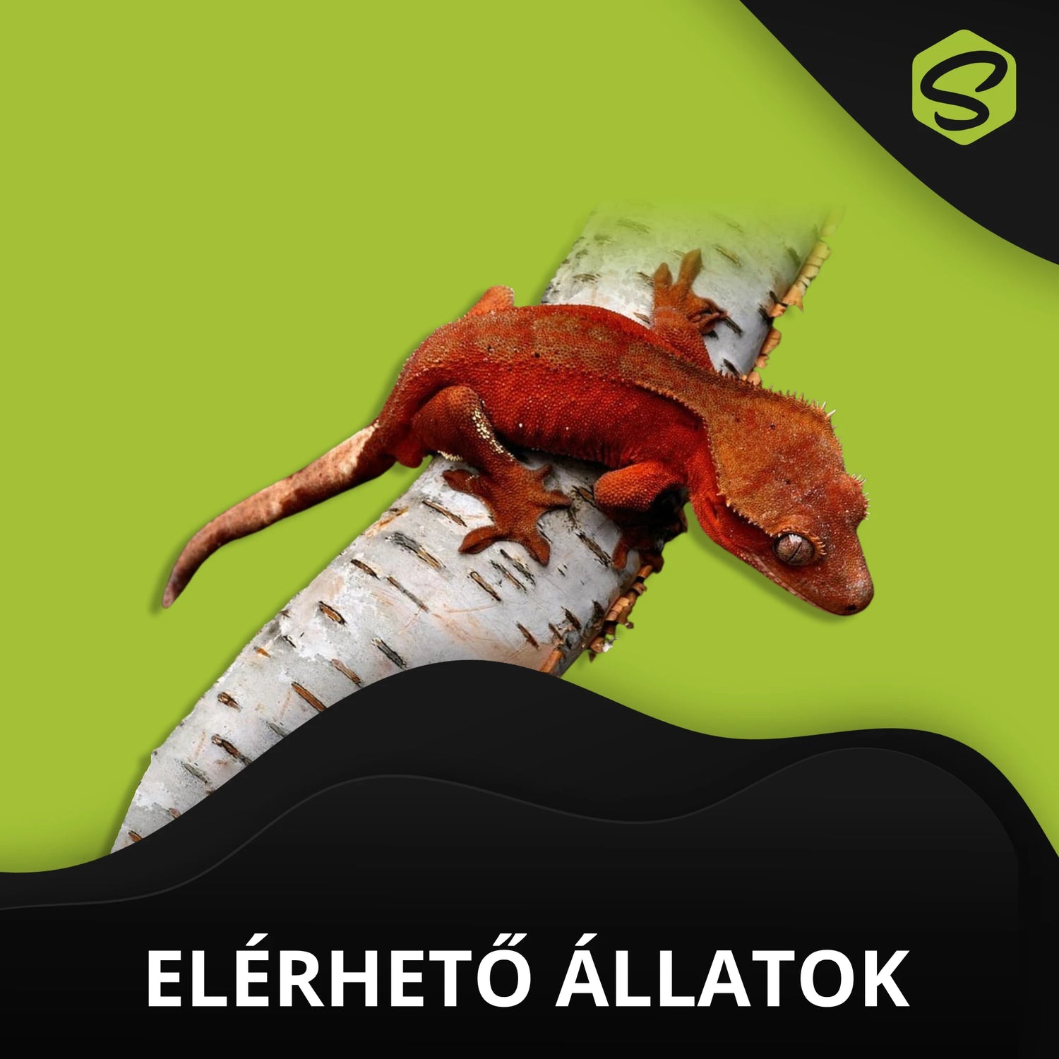 Elérhető Állatok