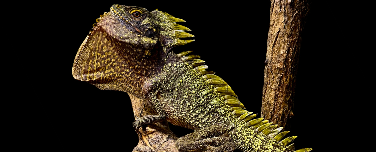 Lophosaurus dilophus