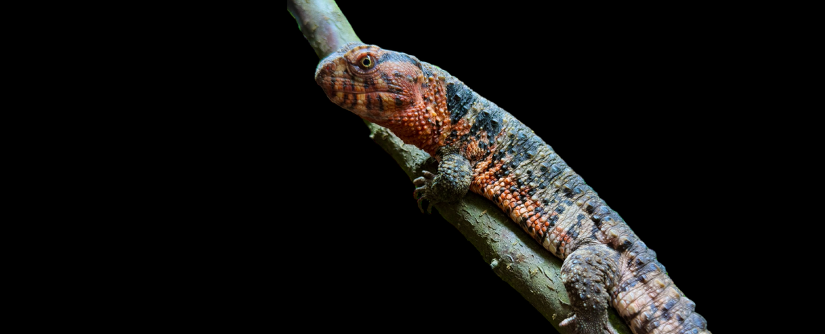 Shinisaurus crocodilurus