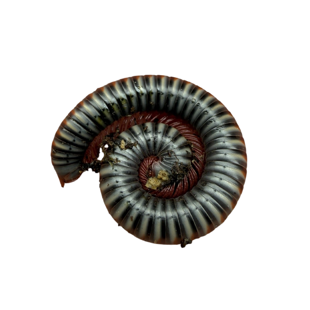 Tonkinbolus Dollfusi