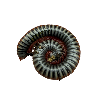 Tonkinbolus Dollfusi