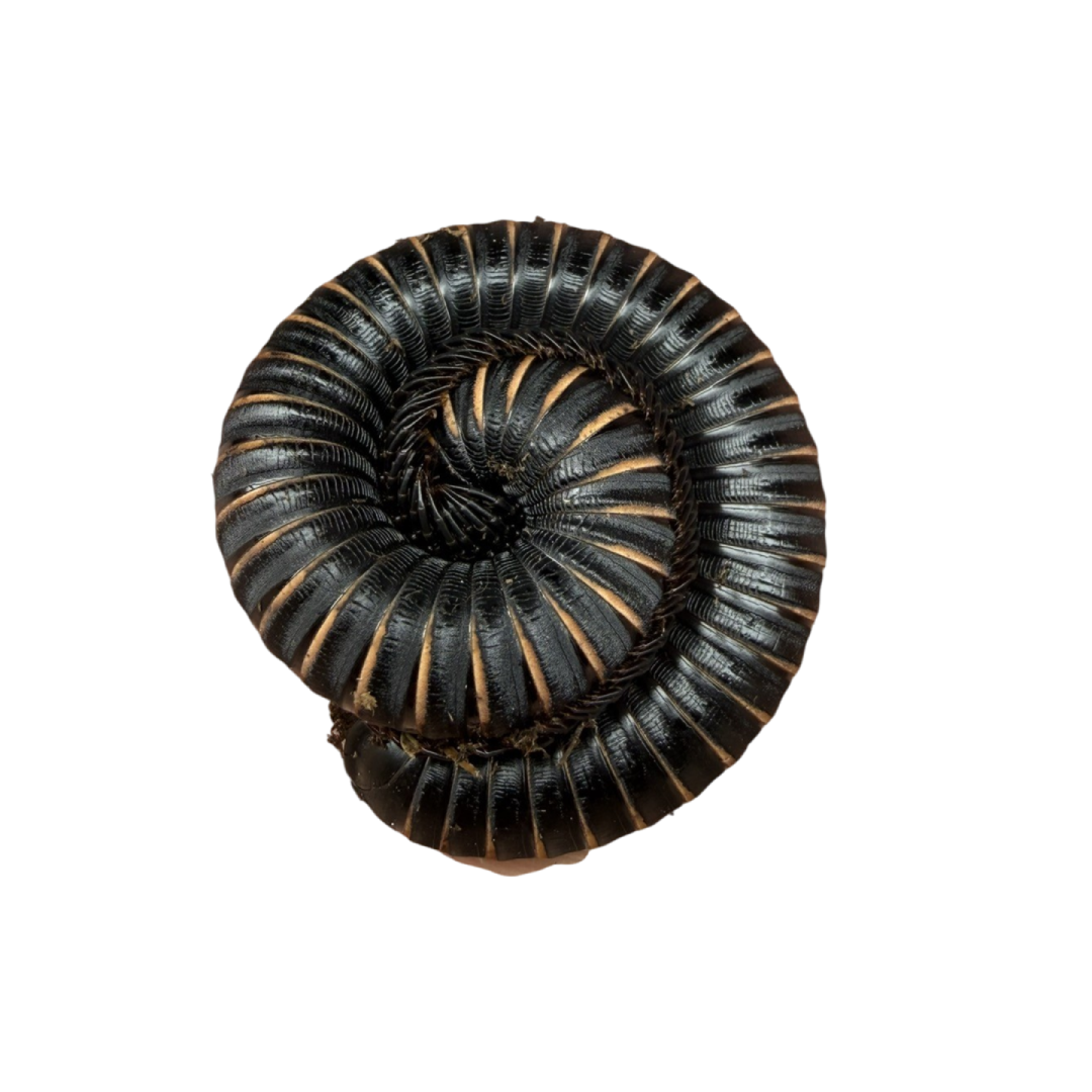 Odontostreptus Sjoestedti