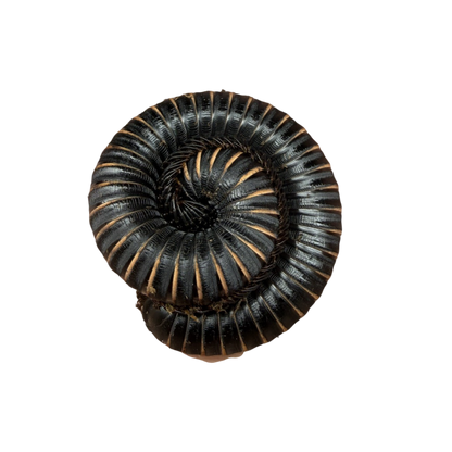 Odontostreptus Sjoestedti
