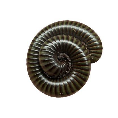 Spirostreptus sp. Giant Green