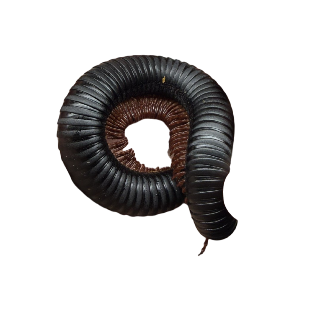 Archispirostreptus Gigas