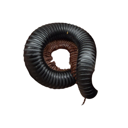 Archispirostreptus Gigas