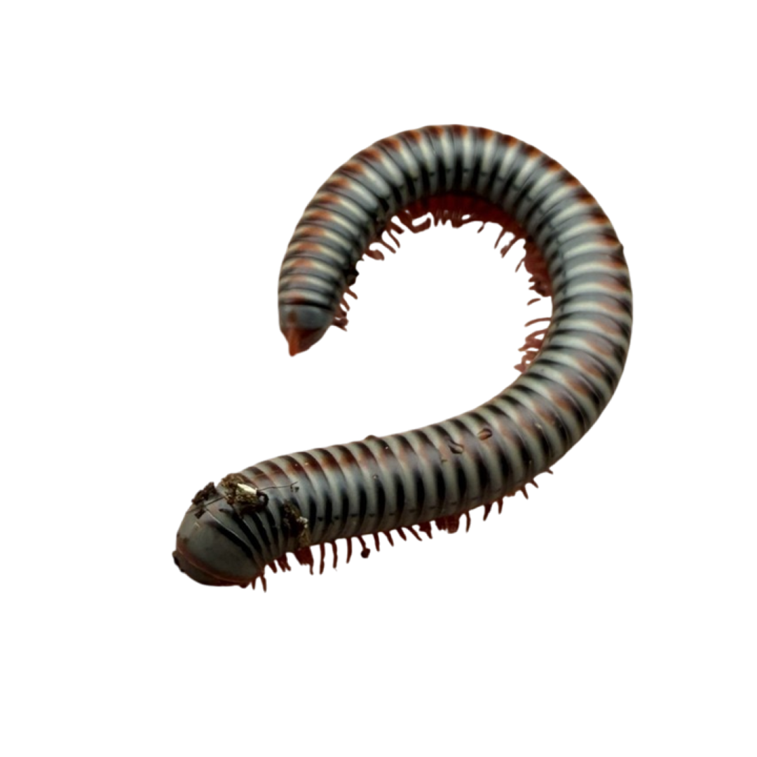 Tonkinbolus Dollfusi