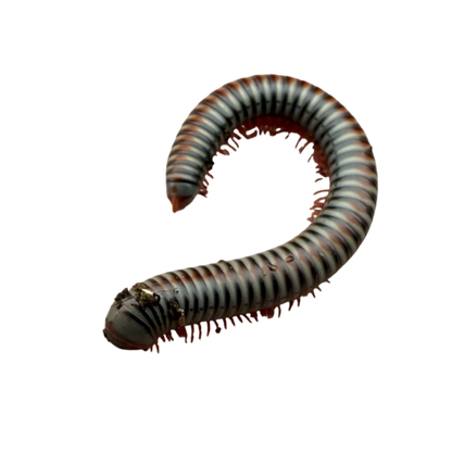 Tonkinbolus Dollfusi