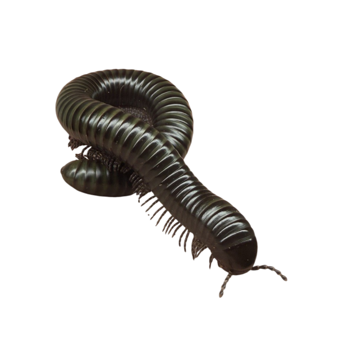 Spirostreptus sp. Giant Green