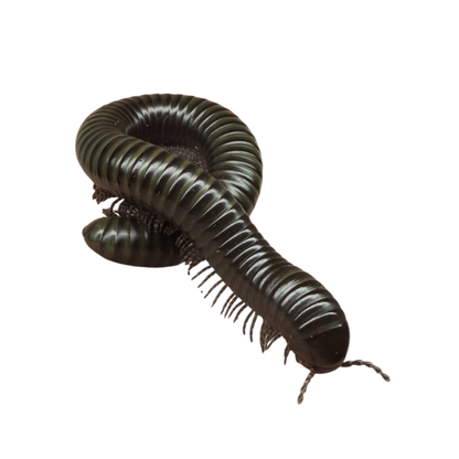 Spirostreptus sp. Giant Green