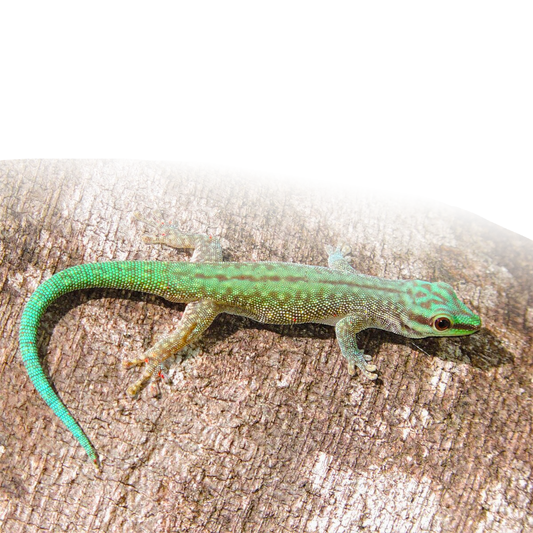 Phelsuma Abotti Sumptio