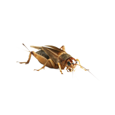 Közepes Méretű Banán tücsök
