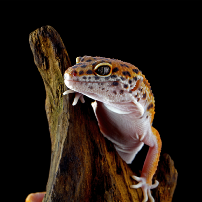 Leopárd Gekkó - Eublepharis macularius