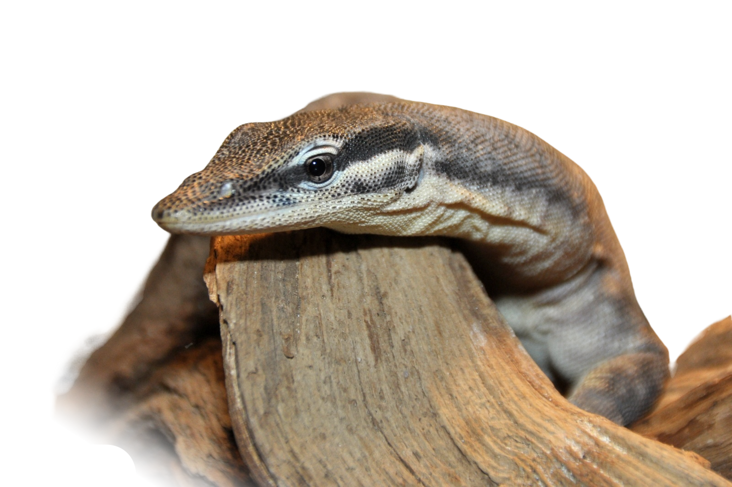 Varanus Glauerti