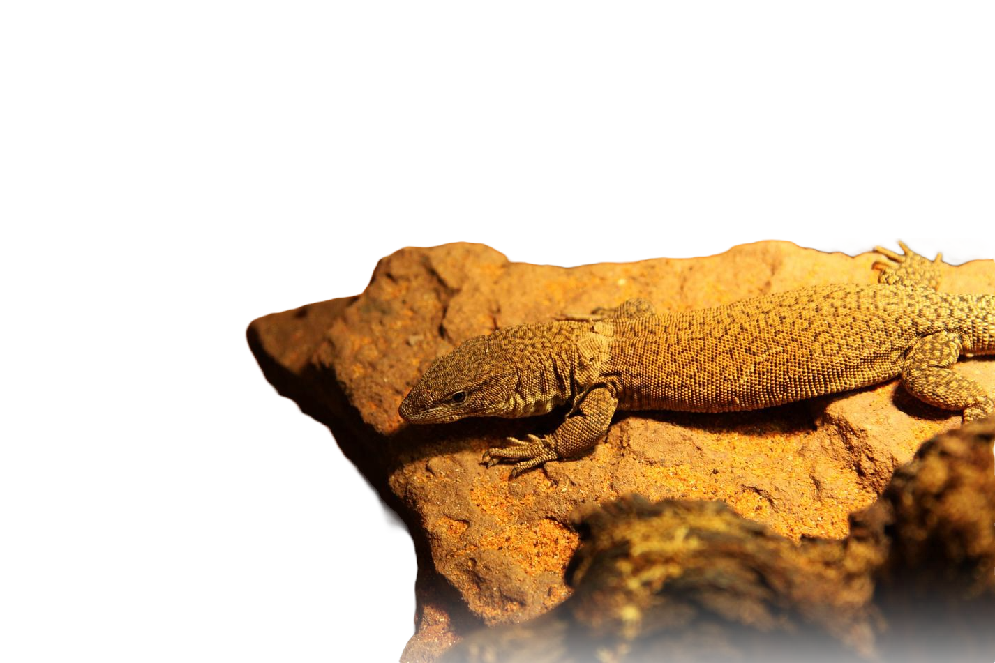 Varanus Kingorum