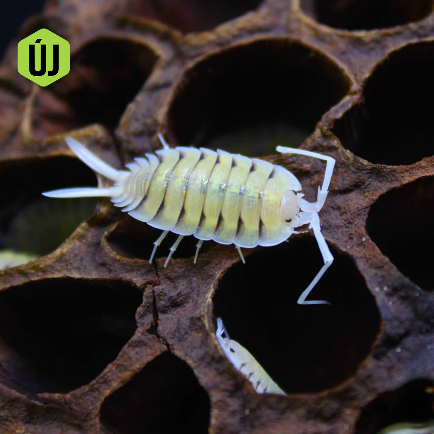 Porcellio Bolivari