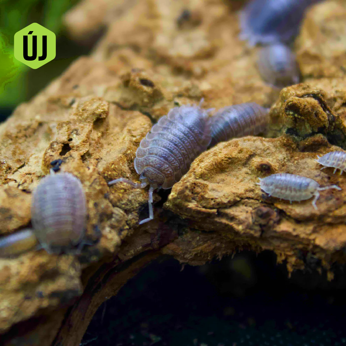 Porcellio echinatus “gibraltar”